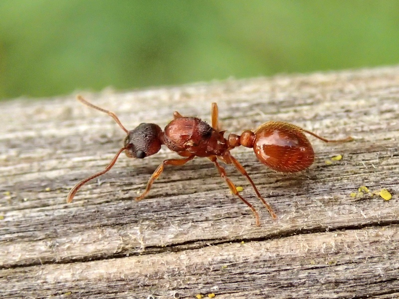Formica rossa; femmina riproduttrice di Temnothorax sp.